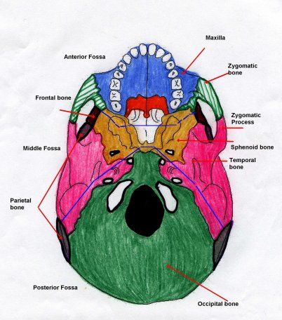 Base of skull anatomy – diagram 1