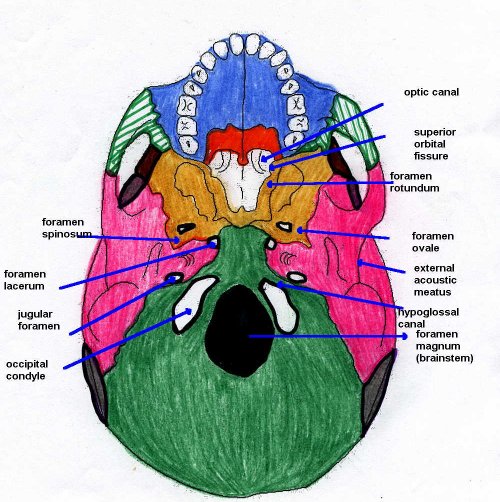 Base of skull anatomy – diagram 2