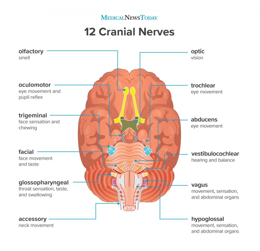 Cranial nerves anatomy
