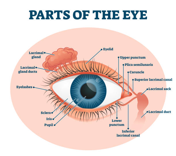 External Eye Anatomy