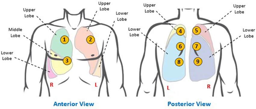 Areas of Lung Auscultation