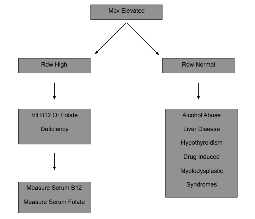 Macrocytic anaemia algorithm