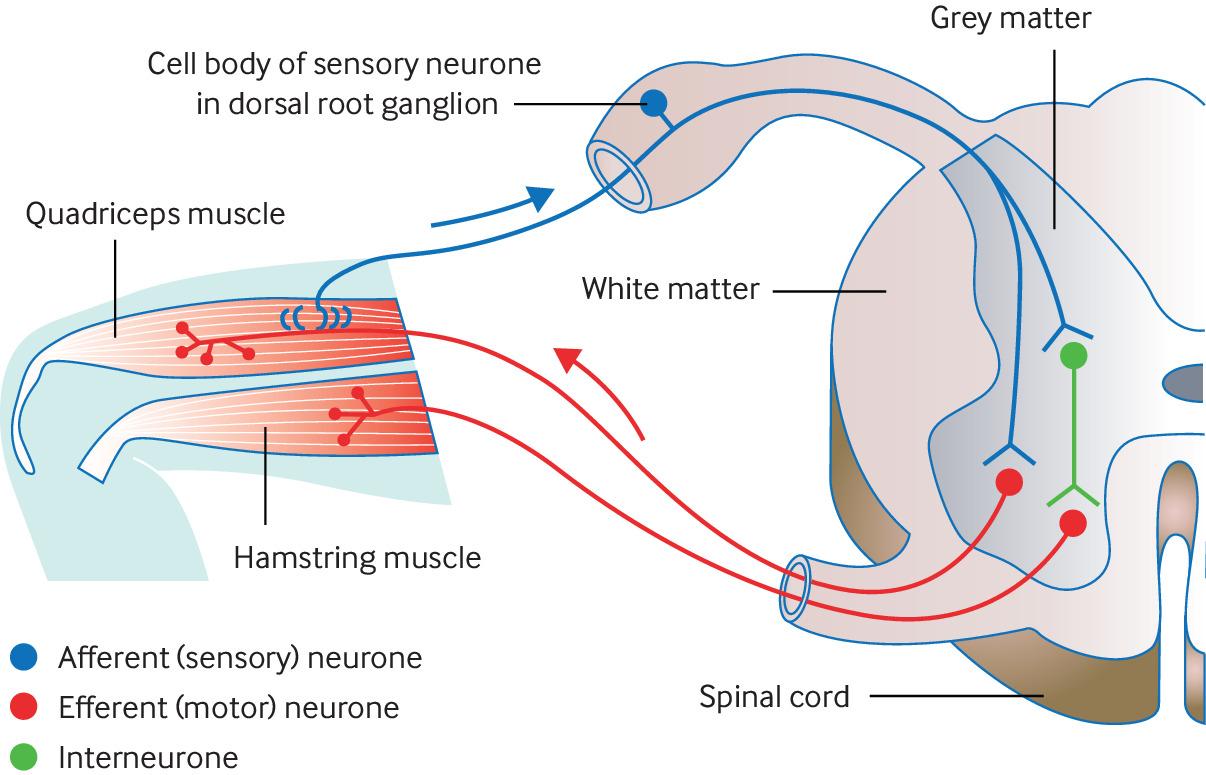Mechanism of reflex
