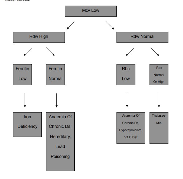 Microcytic anaemia algorithm