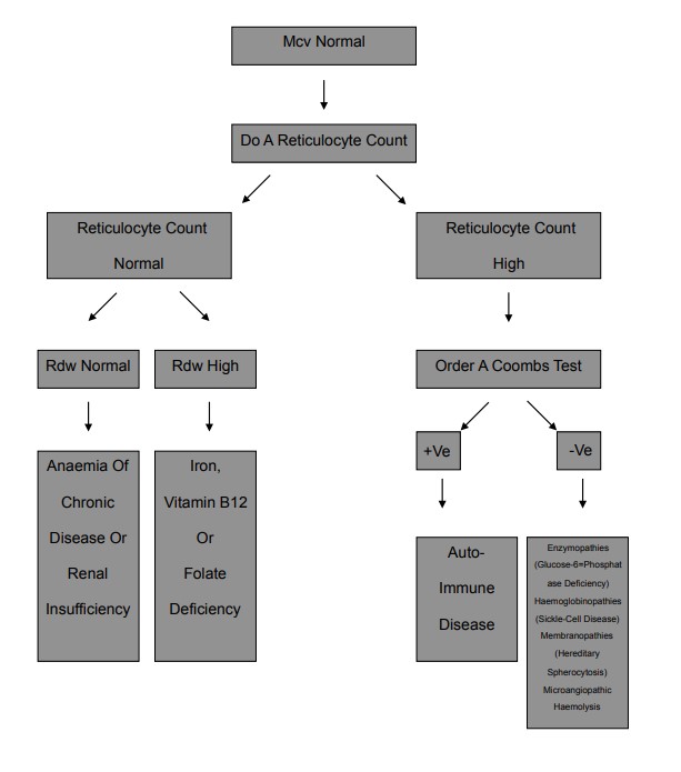 Normocytic anaemia algorithm