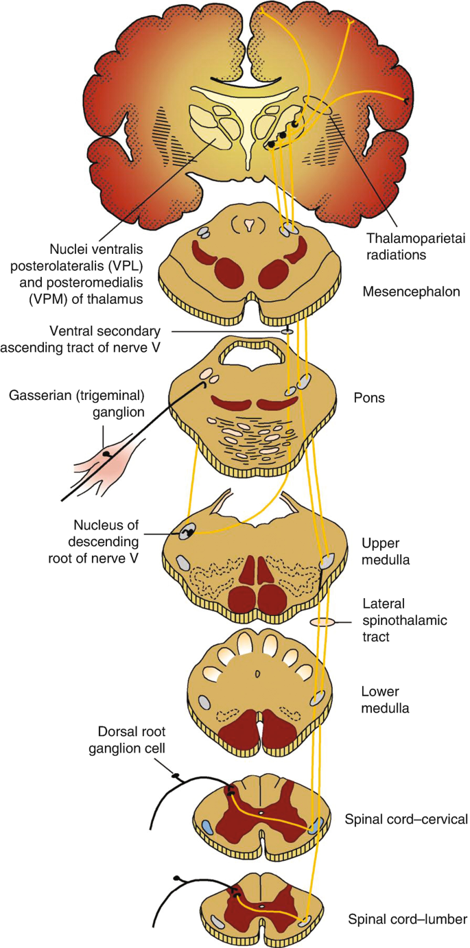 Sensory system breakdown